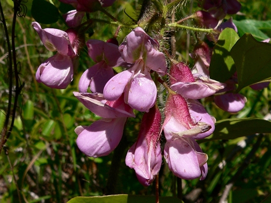 {Robinia hispida}